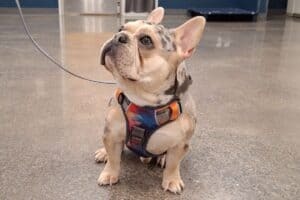 Calm household dog training programs Guide